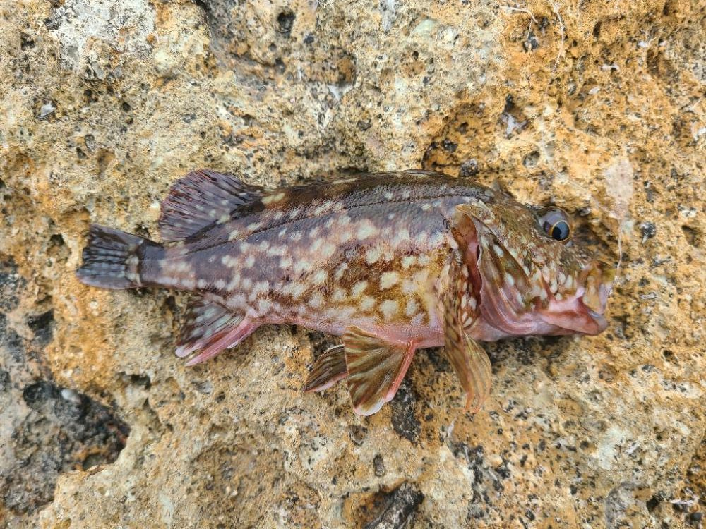 ロックフィッシュ好調