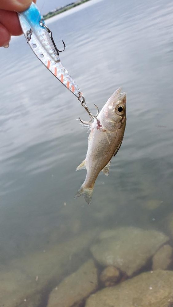 ボイルの正体はコイツ