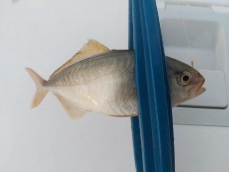 久しぶりのウキ釣り