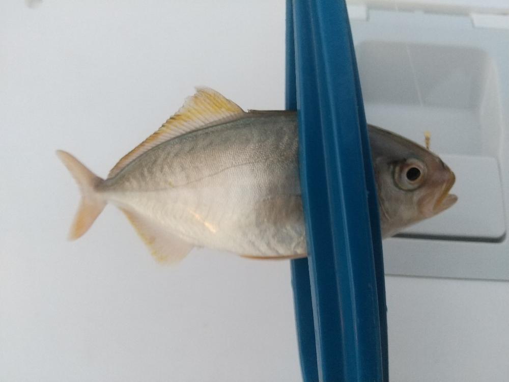 久しぶりのウキ釣り