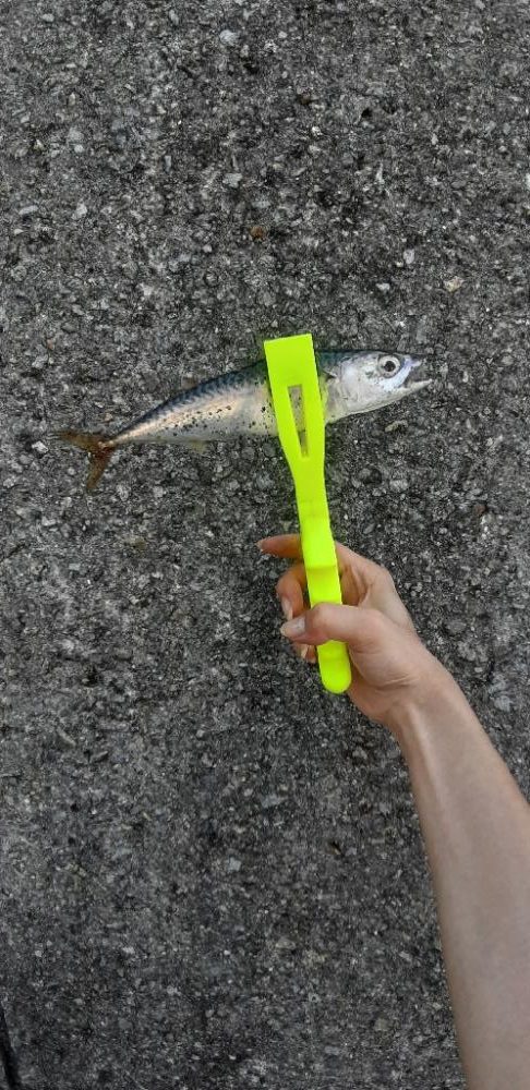 南港南でサバ アジ ガシラ大釣果‼️