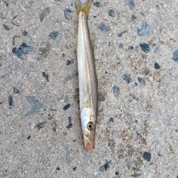 色々釣れました