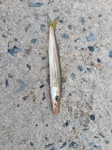 色々釣れました