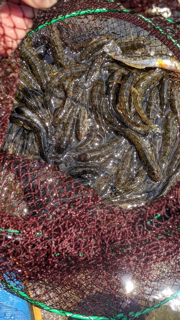 今年の旧中はかなりいい