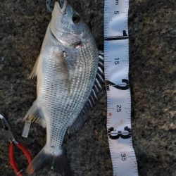 今日はボトムワインド&リトリーブ