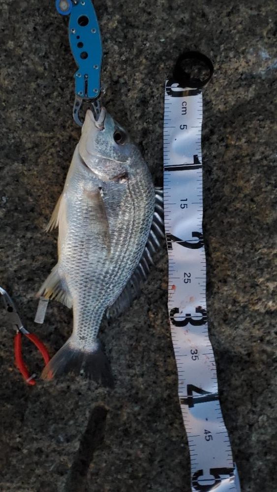 今日はボトムワインド&リトリーブ