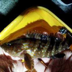 ジグヘッドに鯖切り身で釣果