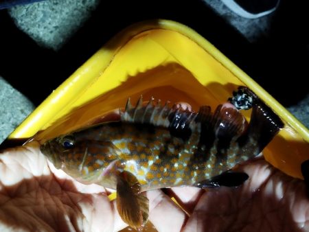 ジグヘッドに鯖切り身で釣果