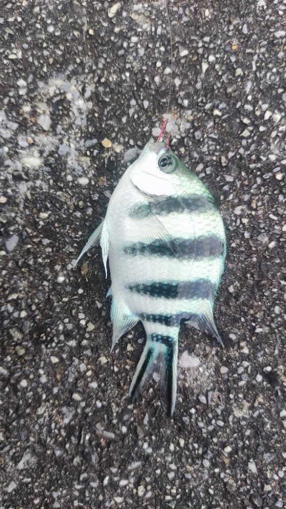 那覇港でブッコミ小物釣り