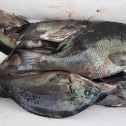 クロ釣り(畝刈)