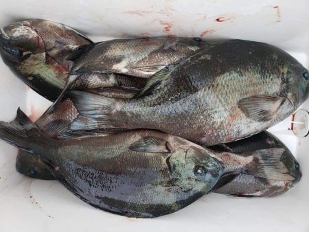 クロ釣り(畝刈)