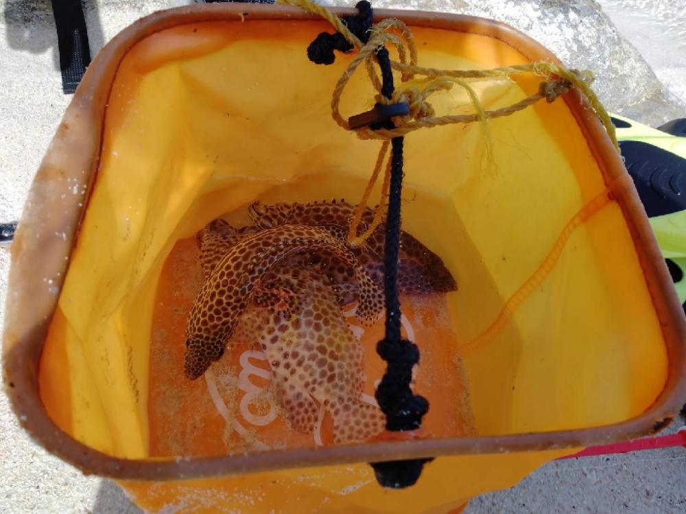 ナノラバ万能すぎ