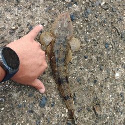 久しぶり数釣りできました