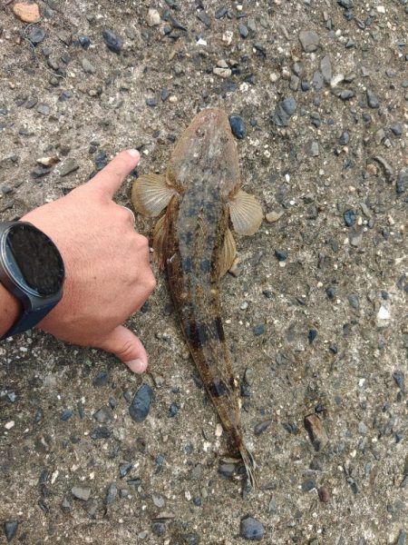 久しぶり数釣りできました