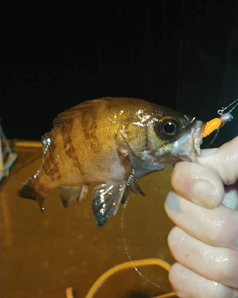 洲本ライトソルト釣行