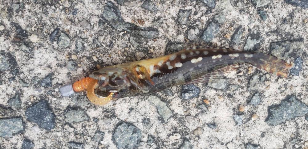 アジ探し@佐野漁港