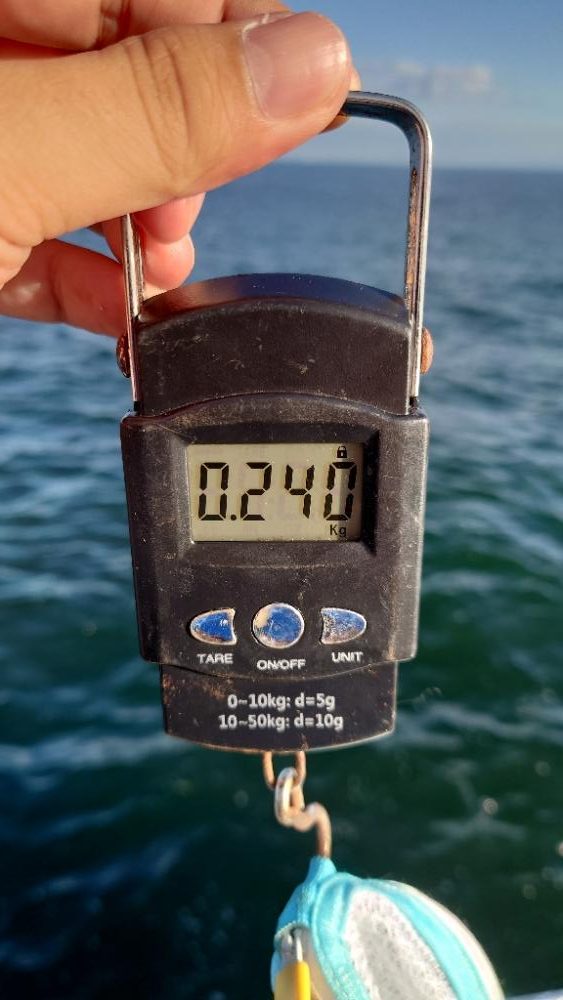 タコ何故かサイズダウン