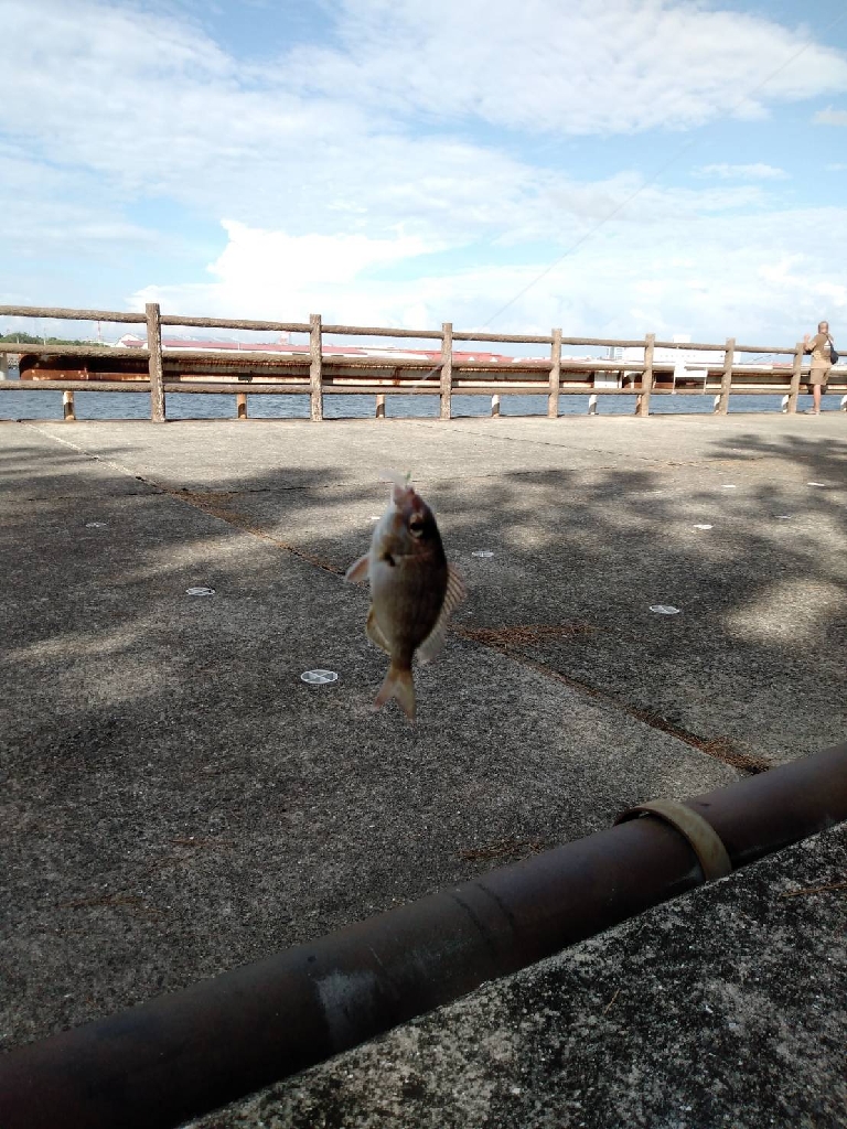 ファミリーサビキ