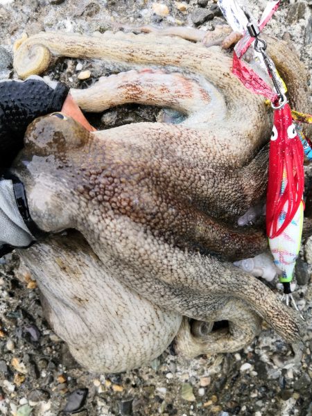 オクトパッシング 11