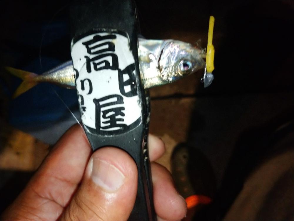 今夜も豆アジング