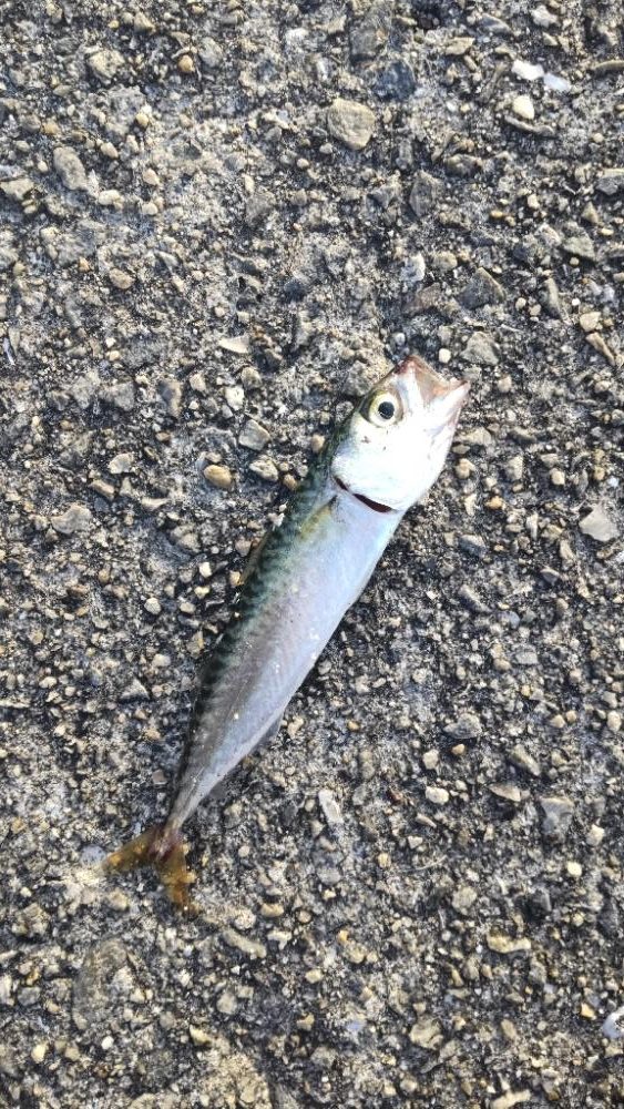 アジ探し@佐野漁港