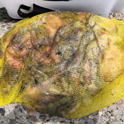 オクトパッシング 8