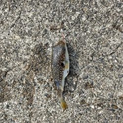 キスつりのはずが