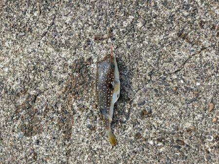 キスつりのはずが