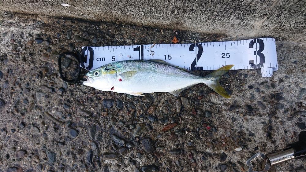 お昼からジギング