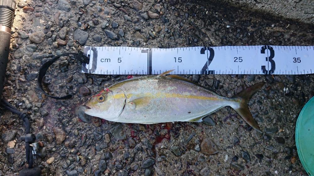 活性よかったよ