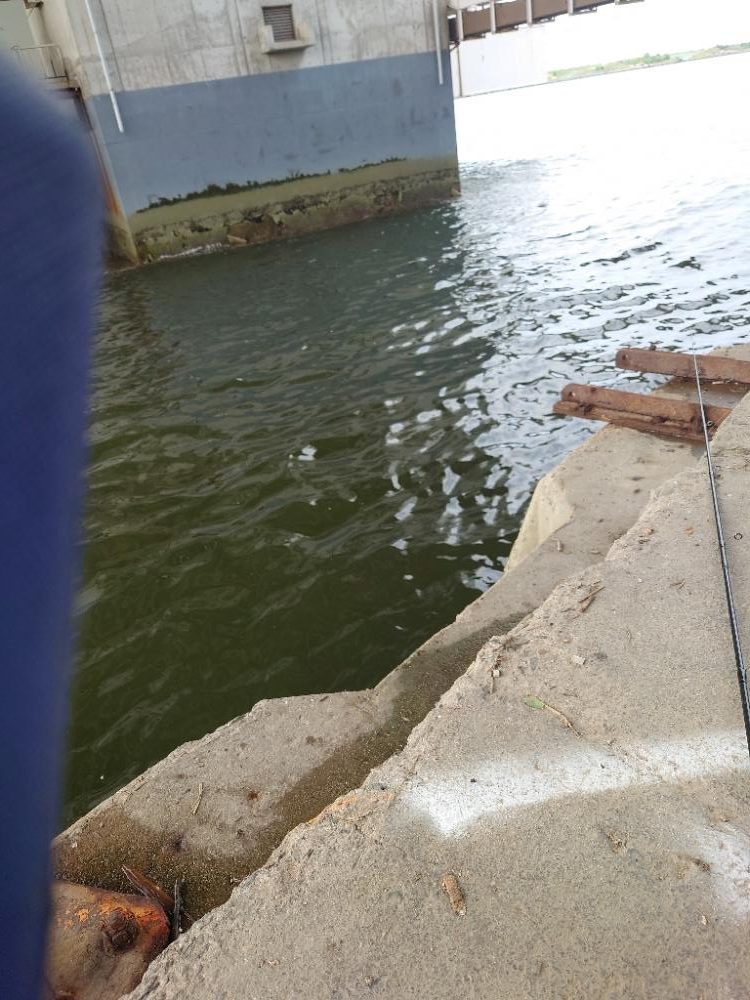 餌なしサビキにて