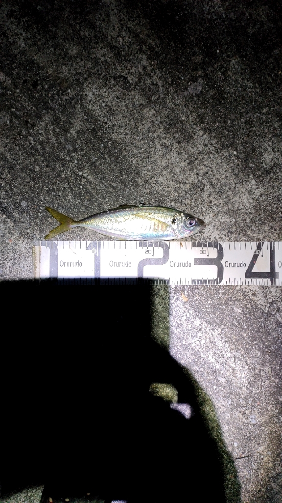 7/23釣果コロダイメイチダイグレ尺あじ