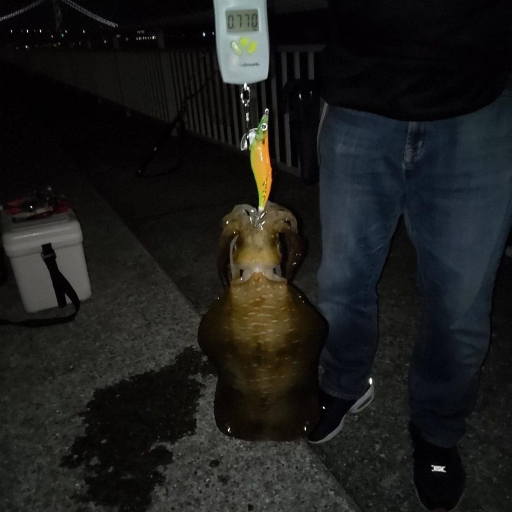 短時間エギング