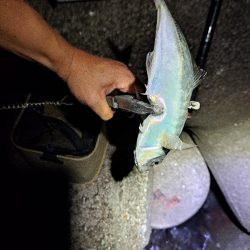 久し振りのアジング