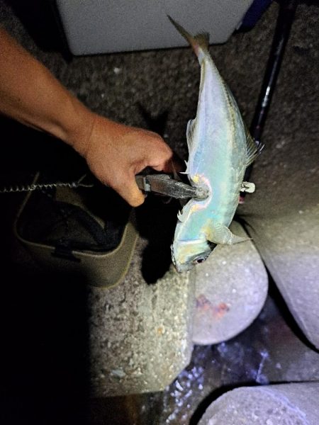 久し振りのアジング