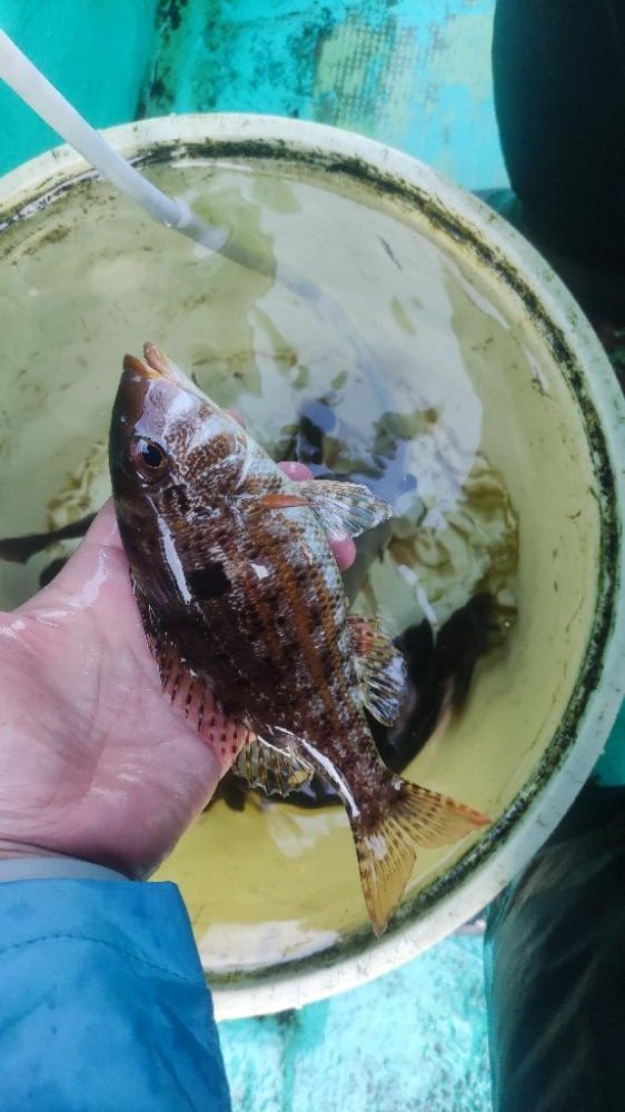館山にてイサキコマセ釣り