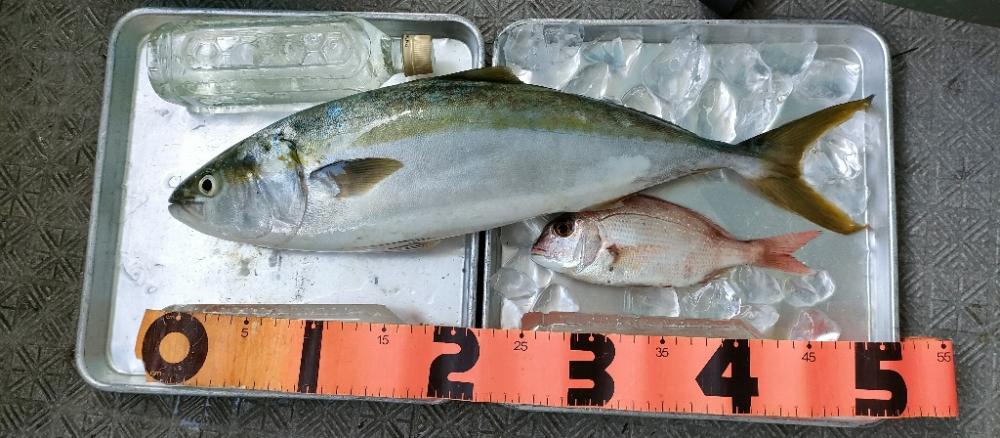 小林屋さんでハマチ