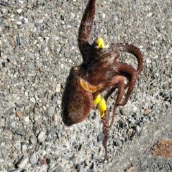 サイズが安定してきたかな？