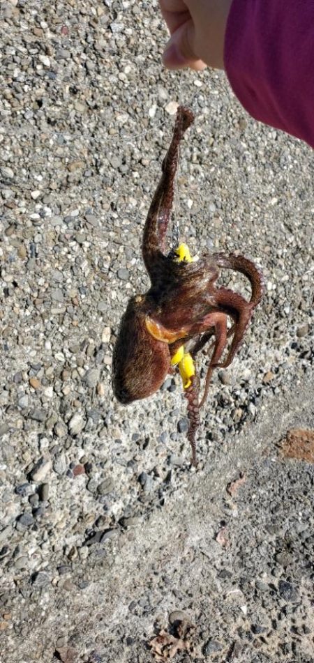 サイズが安定してきたかな？