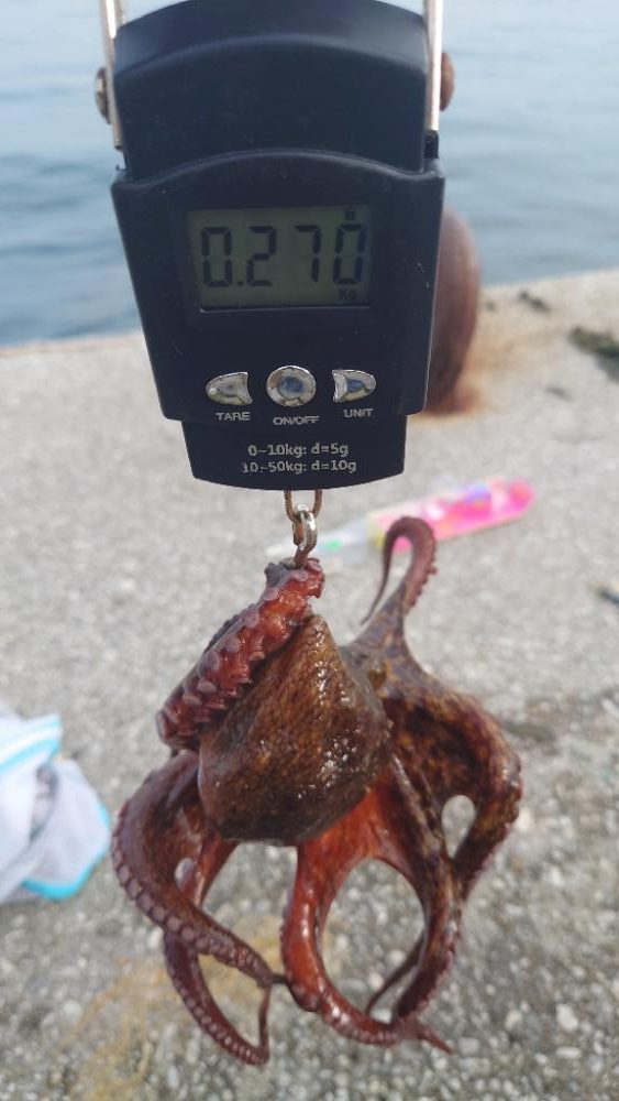 まずまずのタコゲット