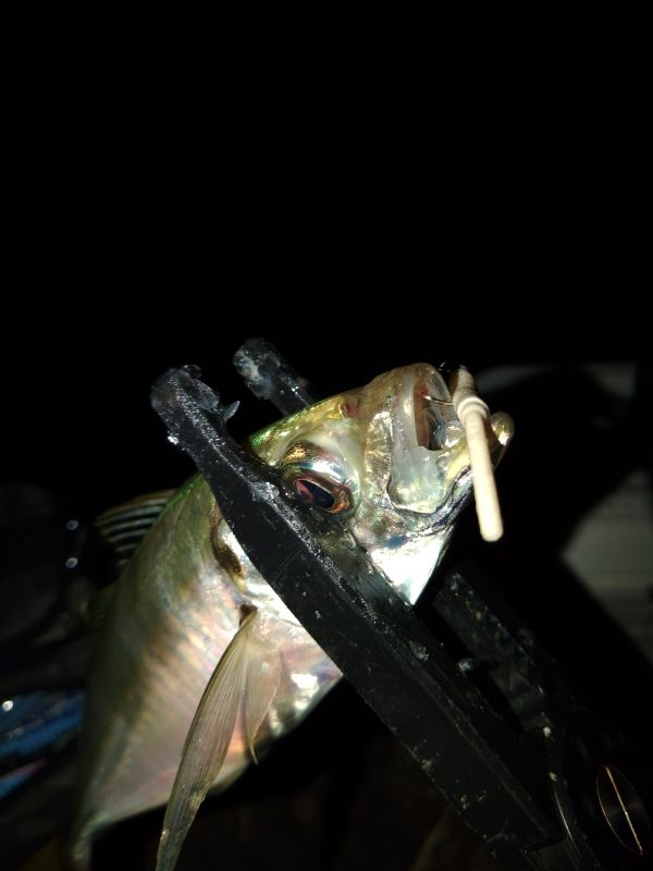 (尺アジ)フロートゲーム～