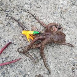 煮干し効果で爆釣❤️