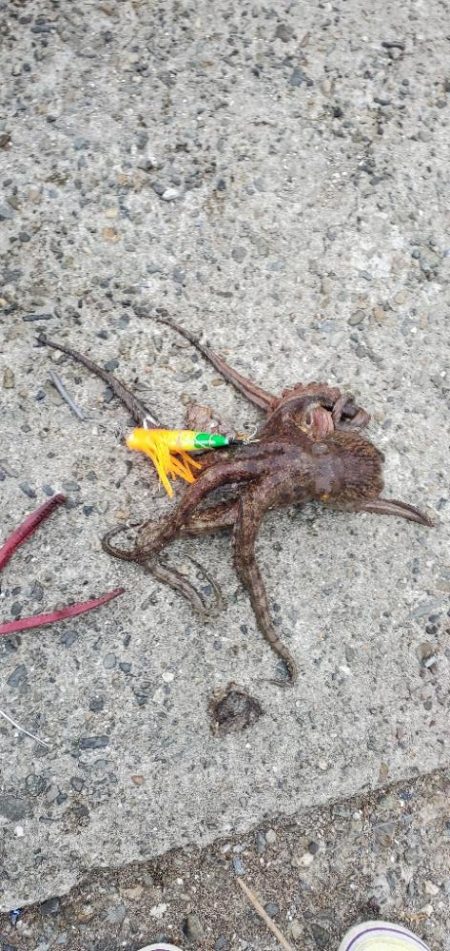 煮干し効果で爆釣❤️