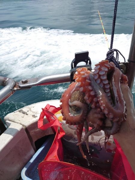 タコと青物狙い