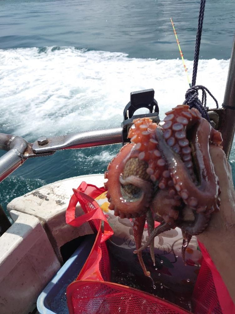 タコと青物狙い