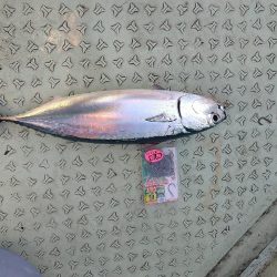 伝馬船での完全ふかせに天秤ふかせ釣り