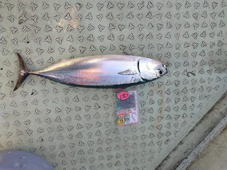 伝馬船での完全ふかせに天秤ふかせ釣り