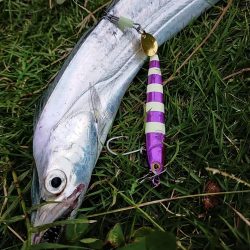 夕マズメの護岸