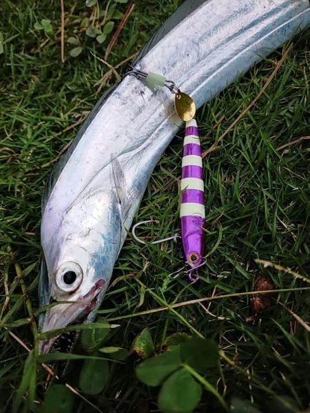 夕マズメの護岸