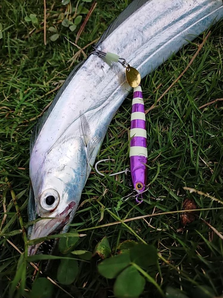 夕マズメの護岸